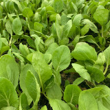 Tianfei Beautiful Pakchoi Seeds, Premium Pakchoi Seeds, F1 Hybrid Pakchoi,Tender Sweet Low-Fiber Vegetables, Easy-Grow