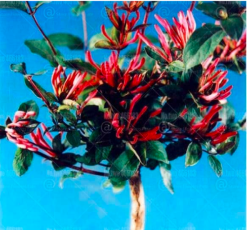 Japanese Honeysuckle Seed Lonicera Japonica herb plant (Color: 1)