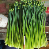 All-Season Garlic Chive Seeds, Garlic Chive Stalk Seeds, Vigorous Habit, Strong Lodging Resistance, Home Garden