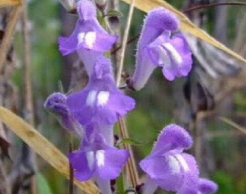 Downy Hoary Skullcap Scutellaria Incana Seeds Gift Non-Hybrid, Open-Pollinated