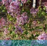 Clove Seeds Easy Grow (Extremely Fragrant) Plant for Home Garden Plants