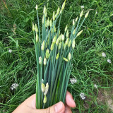 All-Season Garlic Chive Seeds, Garlic Chive Stalk Seeds, Vigorous Habit, Strong Lodging Resistance, Home Garden