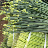 All-Season Garlic Chive Seeds, Garlic Chive Stalk Seeds, Vigorous Habit, Strong Lodging Resistance, Home Garden