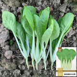 Tianfei Beautiful Pakchoi Seeds, Premium Pakchoi Seeds, F1 Hybrid Pakchoi,Tender Sweet Low-Fiber Vegetables, Easy-Grow