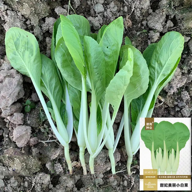 Tianfei Beautiful Pakchoi Seeds, Premium Pakchoi Seeds, F1 Hybrid Pakchoi,Tender Sweet Low-Fiber Vegetables, Easy-Grow