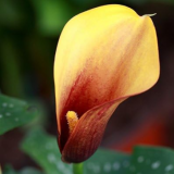 Calla Lily Bulbs Balcony Plant Calla Flower