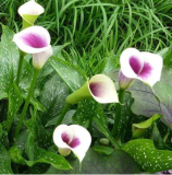 Calla Lily Bulbs Balcony Plant Calla Flower (Color: 3)