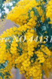 Mimosa Pudica Linn Bashful Grass Seed (Color: 7)