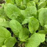 Tianfei Beautiful Pakchoi Seeds, Premium Pakchoi Seeds, F1 Hybrid Pakchoi,Tender Sweet Low-Fiber Vegetables, Easy-Grow