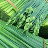 All-Season Garlic Chive Seeds, Garlic Chive Stalk Seeds, Vigorous Habit, Strong Lodging Resistance, Home Garden