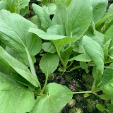 Tianfei Beautiful Pakchoi Seeds, Premium Pakchoi Seeds, F1 Hybrid Pakchoi,Tender Sweet Low-Fiber Vegetables, Easy-Grow