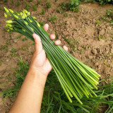 All-Season Garlic Chive Seeds, Garlic Chive Stalk Seeds, Vigorous Habit, Strong Lodging Resistance, Home Garden