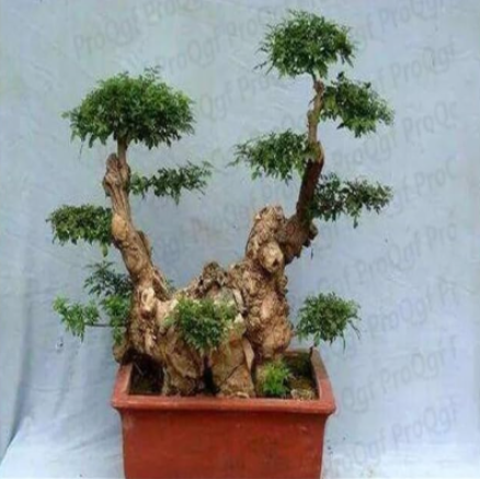 Ngryise A Set Vitex negundo Seeds
