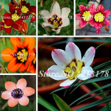 Exotic Wand Flower Sparaxis Flower Seeds (Color: Mixed)