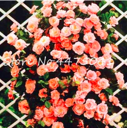 Climbing Rose Seed Perennial Indoor Climbing Charming Rose for Home Garden (Color: 18)