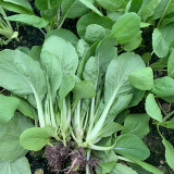 Tianfei Beautiful Pakchoi Seeds, Premium Pakchoi Seeds, F1 Hybrid Pakchoi,Tender Sweet Low-Fiber Vegetables, Easy-Grow
