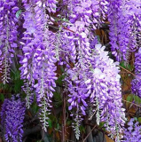 Wisteria Seed Flower for Home Garden - (Color: 1)