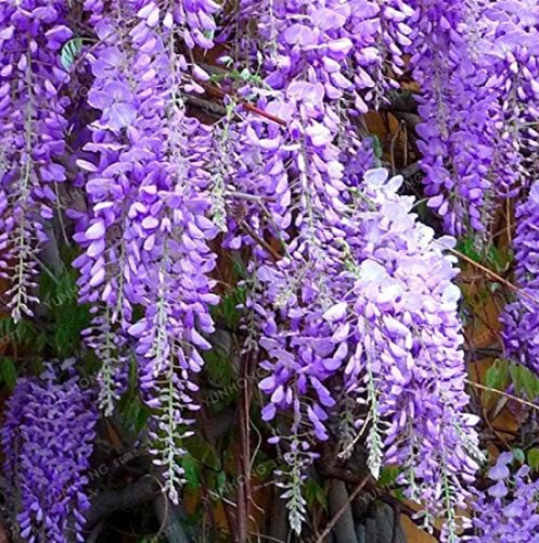Wisteria Seed Flower for Home Garden - (Color: 1)