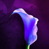 Calla Lily Bulbs Balcony Plant Calla Flower