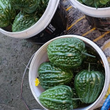 Huading No.5 Hybrid Bitter Gourd Seeds, Spring/Autumn Planting Bitter Gourd, Well-balanced Bitterness, High Adaptability