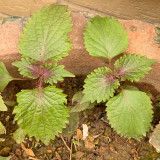 Jiannan Perilla Seeds, Premium Perilla Seeds, Intense Aroma, Fast-Growing Culinary Herb