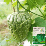 Huading No.5 Hybrid Bitter Gourd Seeds, Spring/Autumn Planting Bitter Gourd, Well-balanced Bitterness, High Adaptability