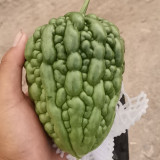 Huading No.5 Hybrid Bitter Gourd Seeds, Spring/Autumn Planting Bitter Gourd, Well-balanced Bitterness, High Adaptability