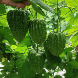Huading No.5 Hybrid Bitter Gourd Seeds, Spring/Autumn Planting Bitter Gourd, Well-balanced Bitterness, High Adaptability