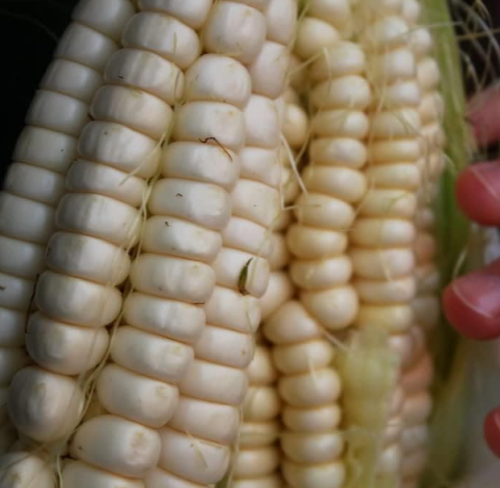 Giant White Corn Seeds ~ World's Largest Rare Giant Corn