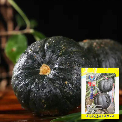Dongxiang Mini Pumpkin Seeds, F1 Hybrid Mini Pumpkin, Early Maturing, Sweet Yellow Flesh, Ideal for Small Gardens