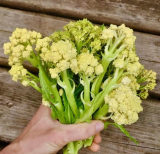 Nine Star Perennial Cauliflower Broccoli Seeds for Planting
