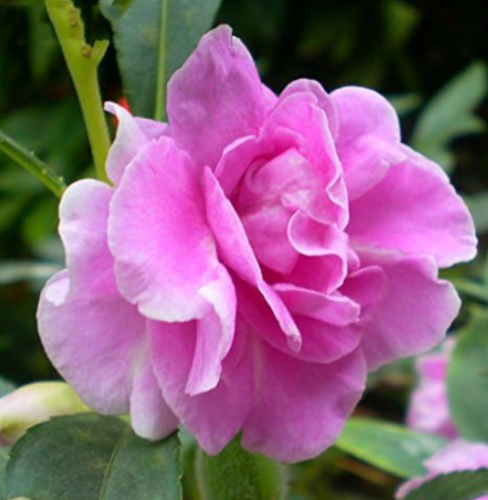 Purple Garden Balsam Camellia Impatiens Seeds (Color: 3)