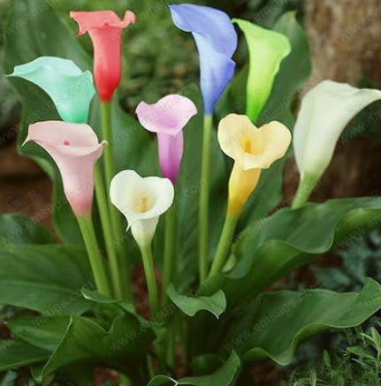 Calla Lily Bulbs Potted Balcony Plant Calla Flower (Color: 1)