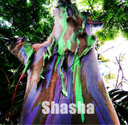Rare Rainbow Eucalyptus Deglupta Seeds, Showy Tropical Tree