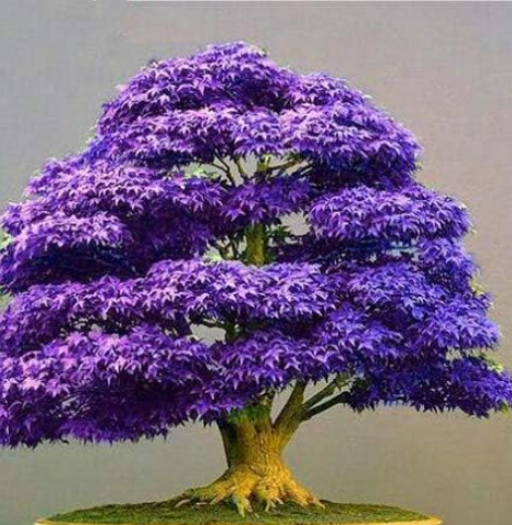 Mini Beautiful Japanese Purple Maple plant Seeds (Color: 1)