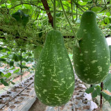 Qiangchun Duosheng Variegated Bottle Gourd Seeds, Variegated Bottle Gourd Seeds, Premium Bottle Gourd, Tender Flesh
