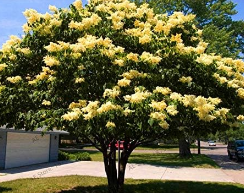 White Japanese Lilac Seed (Extremely Fragrant) Clove Flower
