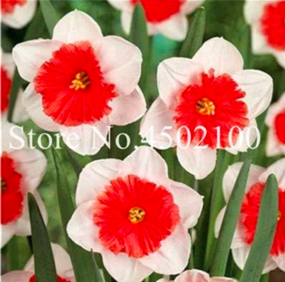 Rainbow Narcissus Flower Seeds Double Petals Potted (Color: 11)