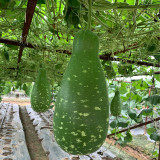Qiangchun Duosheng Variegated Bottle Gourd Seeds, Variegated Bottle Gourd Seeds, Premium Bottle Gourd, Tender Flesh