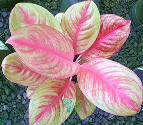 Aglaonema Seeds 'Pink Dud' Beautiful Mosaic Plants Perennial Evergreen Tree (Color: 7)