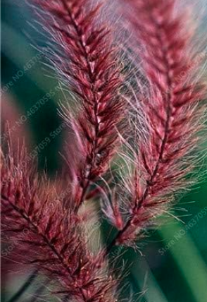 Exotic Pennisetum Seed Outdoor Ornamental Herb Grass Plant (Color: 12)