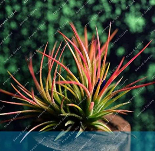 Air Plant Seeds Tillandsia Tillandsia Ionantha Soilless Cultivated Plants Air Purification Plant