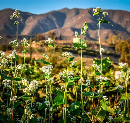 Certified Organic Buckwheat Seeds Non-GMO Heirloom