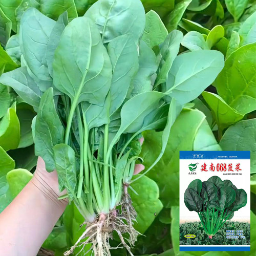 Jiannan 668 Spinach Seeds, Disease Resistance Spinach Seeds, Medium-maturing, High Yield, Vigorous Growth