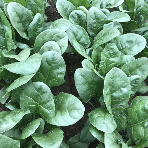 Jiannan 668 Spinach Seeds, Disease Resistance Spinach Seeds, Medium-maturing, High Yield, Vigorous Growth