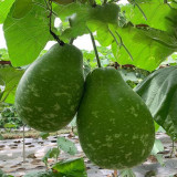 Qiangchun Duosheng Variegated Bottle Gourd Seeds, Variegated Bottle Gourd Seeds, Premium Bottle Gourd, Tender Flesh