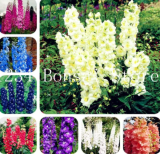 Delphinium Seed Mix Giant Delphinium Cultorum (Color: 17)