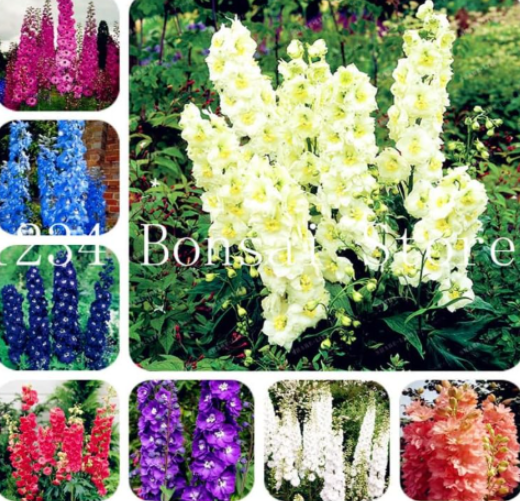 Delphinium Seed Mix Giant Delphinium Cultorum (Color: 17)