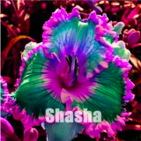 Hybrid Mix Daylily Flowers Seed Rare Colour Hybrid (Color: 22)