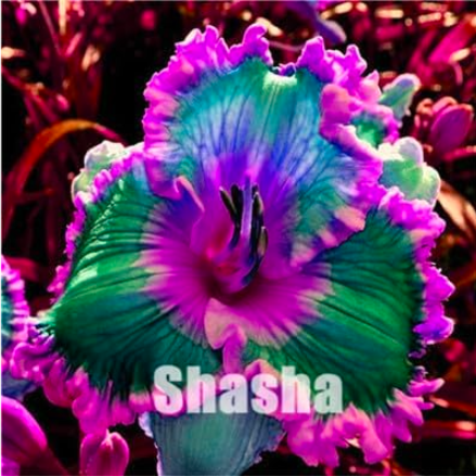 Hybrid Mix Daylily Flowers Seed Rare Colour Hybrid (Color: 22)